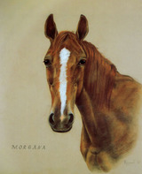 er8  Elke Reinegger. "Trakehnerstute Morgana", 1999, Pastell, 60x50 cm,   verkauft