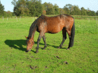 Akimba auf der Wiese