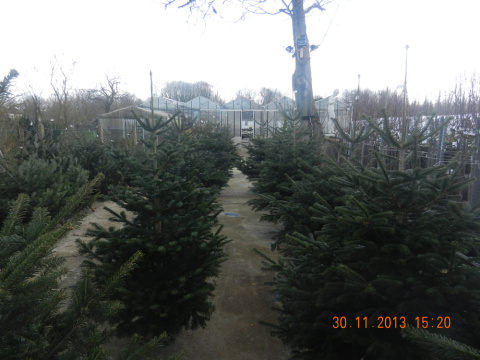 les sapins des serres (13).jpg