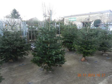 les sapins des serres (14).jpg