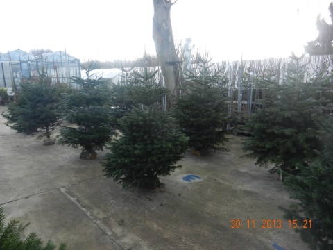 les sapins des serres (15).jpg