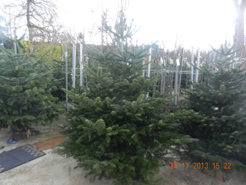 les sapins des serres (16).jpg