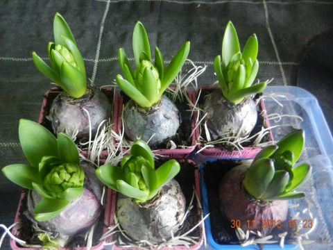 les sapins des serres (17).jpg