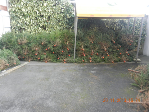 les sapins des serres (19).jpg