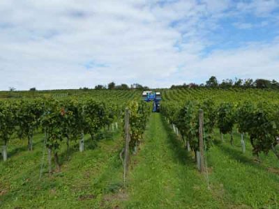 Weinlese
