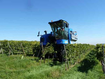 Weinlese