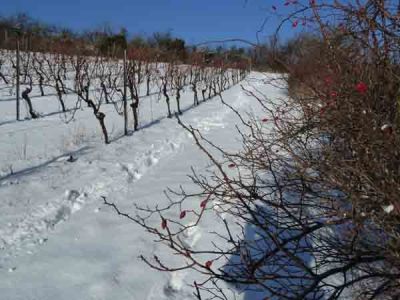 Reben im Winter