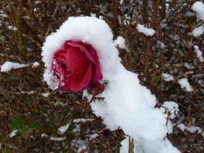 Rose am Wegrand