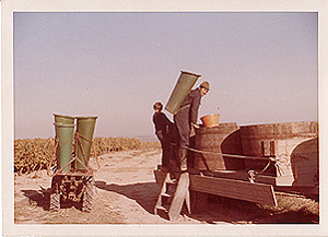 Traubenlese 1971