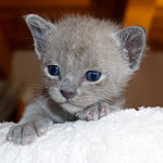 Burmesen Kitten