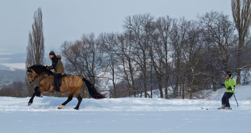 pimur_skijöring2010_010.jpg