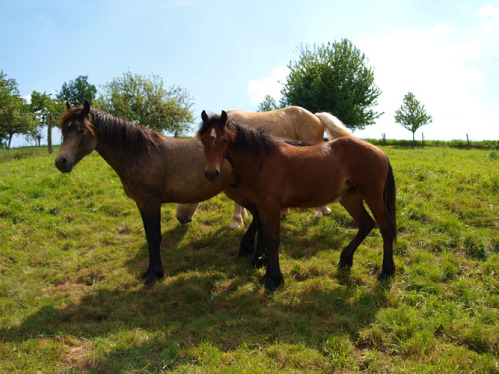 Vollgeschwister Epona Peter Pan u. Despina (Pimur x Dalia)