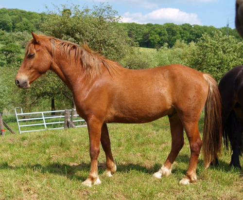 Epona Zidane