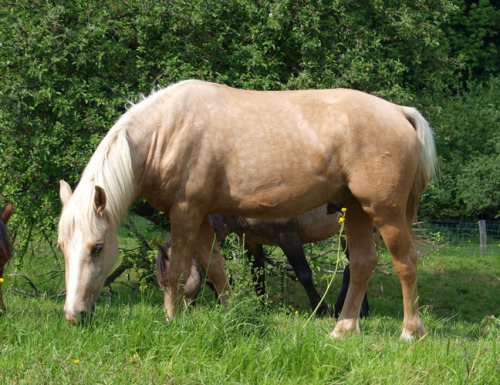 Epona Paul (Pimur x Pauline)