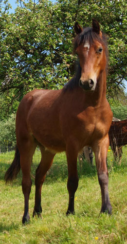 Despina