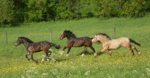 Epona Tambour, Terragon, Picadilly