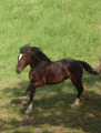 Terragon