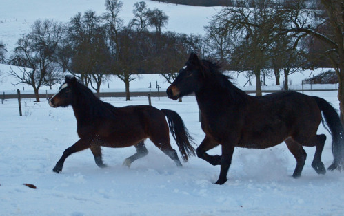 Melodie, Zeonie