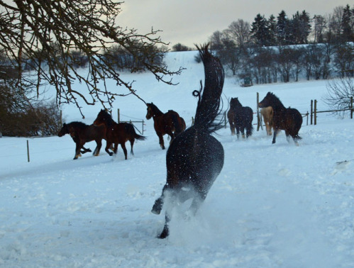 schneebilder1_11_0068.jpg