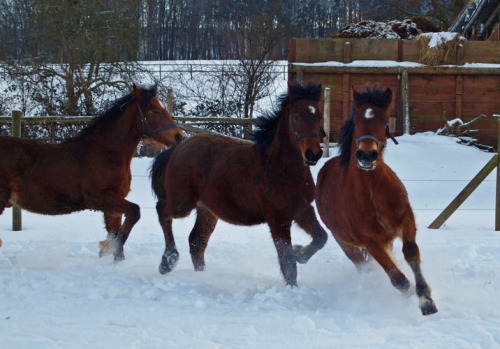 schneebilder1_11_0091.jpg