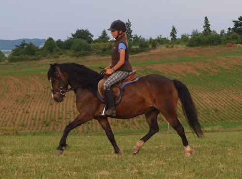 Training Melody-Trab