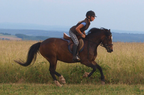 Training Melody-Galopp