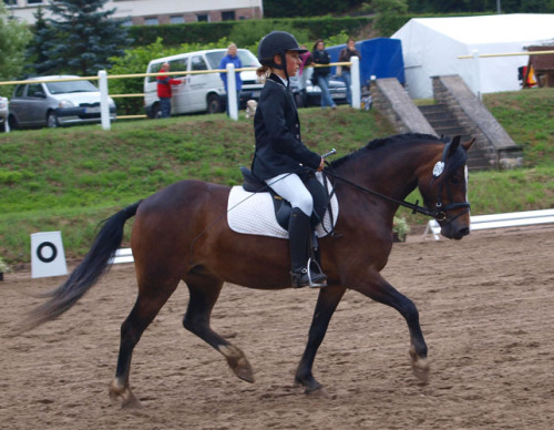 E-Dressur mit Mello