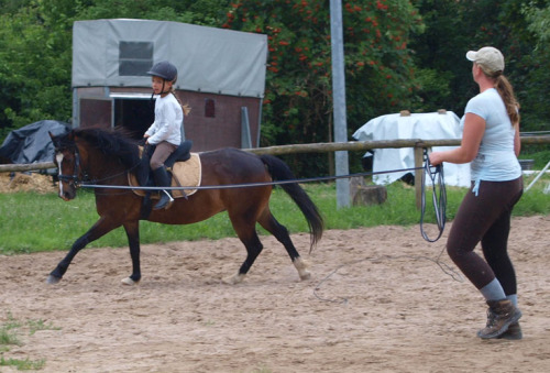 Galoppieren an der Longe 