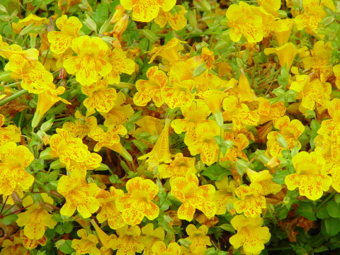 Blumen 2