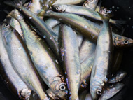 Halbinsel Peenemünde:MolaBeach Angelcamp Bootsverleih Caravan 